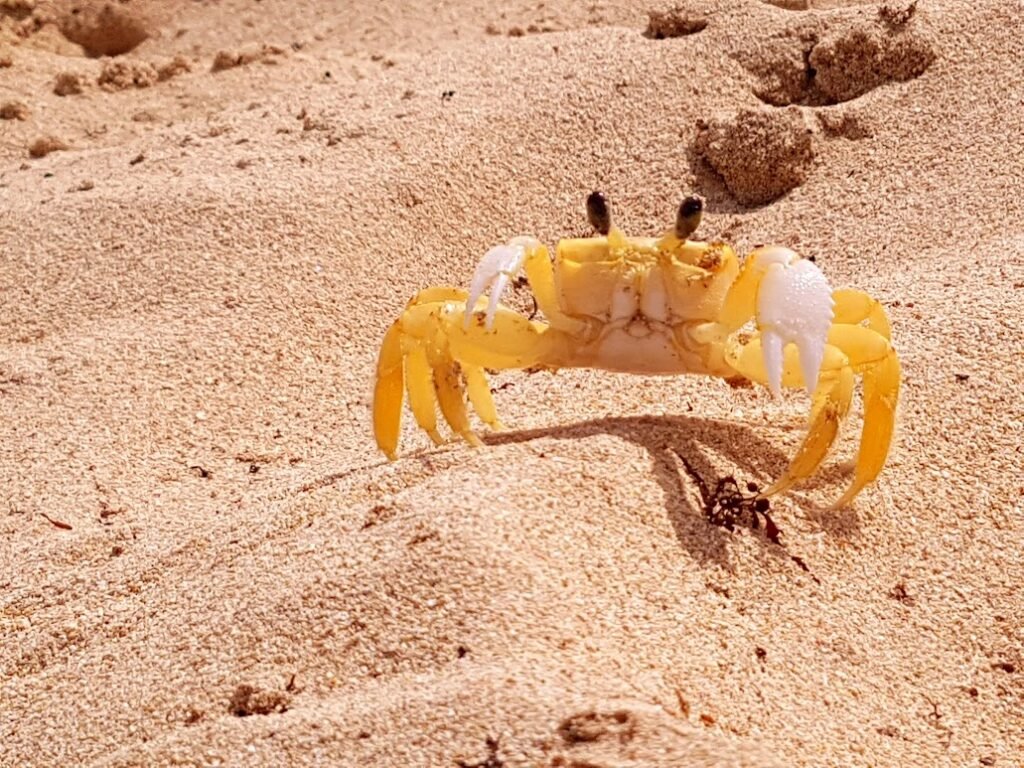 Hermoso cangrejo paseando por las playas que son parte de la cultura dominicana