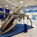 parte interna del museo de historia natural con el esqueleto de una ballena