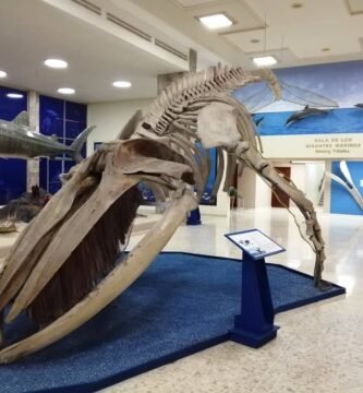 parte interna del museo de historia natural con el esqueleto de una ballena