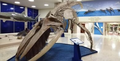 parte interna del museo de historia natural con el esqueleto de una ballena