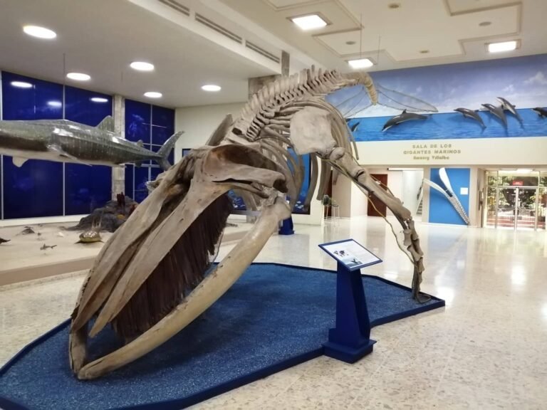 parte interna del museo de historia natural con el esqueleto de una ballena